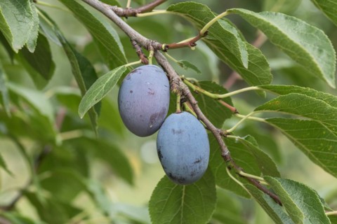 Plum (Prunus domestica 'Zum Felde'), Bundessortenamt Prüfstelle Wurz, Germany, Europe