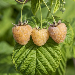 Rubus idaeus 'Gelbe Sugana' TWOTIMER, Anchers Havecenter, Bautzen, Saxony, Germany, Europe