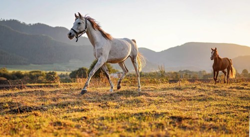 White Arabian horse walking on grass field another brown one behind, afternoon sun shines in