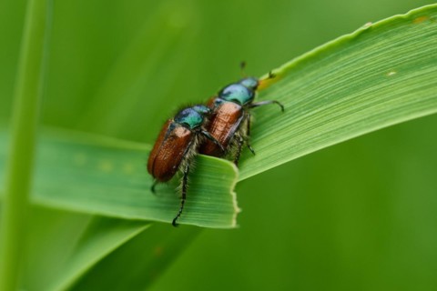 Phyllopertha horticola, or the Garden Chafer. bracken chafer (Phyllopertha horticola)
