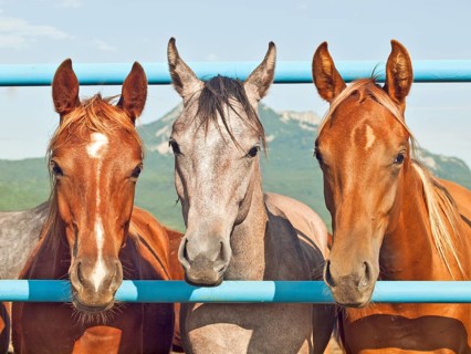 Herd of young arabian fillies