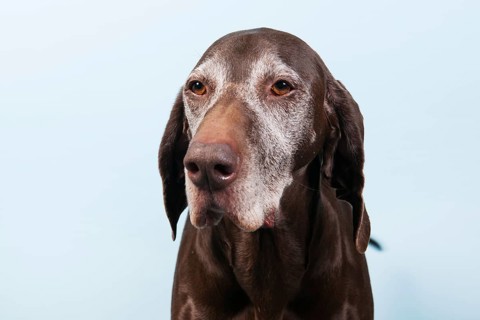 Portrait of an old dog against blue background