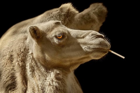 Portrait of Camel with Cigarette against Black Background Varna, Bulgaria, Europe