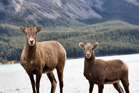 Rocky Mountain Sheep Alberta Canada young kid