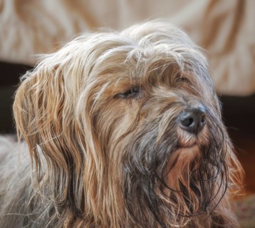 Portrait of a male tibetan terrier dog
