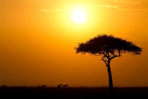 Dusk in the Masai Maria National Reserve with acacia tree and silhouettes of zebras, Keya, Africa