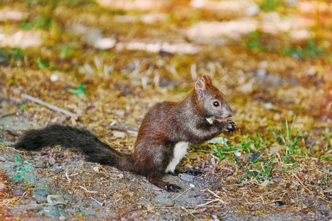Squirrel Sitting on the Ground and Eats Varna, Bulgaria, Europe