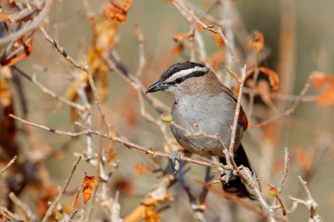 Senegal tchagra, black-shouldered tchagra, (Tchagra senegalus), Tchagra minutus, animals, birds,