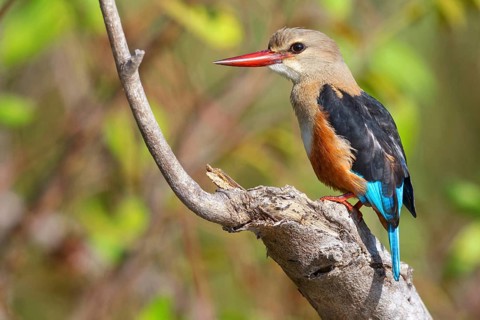 Grey-headed Kingfisher, Grey-headed Kingfisher, Tendaba camp / Tendaba photo hid, Kwinella, South