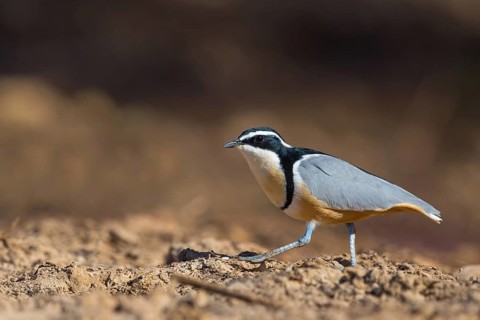 Crocodile-bird, (Pluvianus aegytpticus), Crocodile-bird, Egyptian Plover, Pluvian fluviatile,