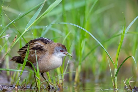 Lesser Crake (Porzana parva), juvenile, chick, Lesbos, Lesbos Island, Greece, Europe