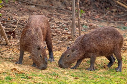 Capybara or capybara (Hydrochoerus hydrochaeris), 2 animals, Pantanal, inland, wetland, UNESCO