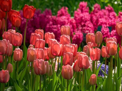 Pink tulips and purple hyacinths blooming in a vibrant flower bed, Amsterdam, Netherlands