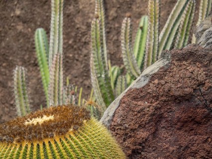 Close-up of a large round cactus next to a rock, Lanzarote, Canary Islands, Spain, Europe