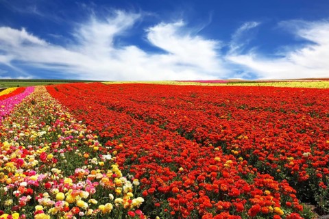 Boundless rural field with flowers red garden buttercups. Strong wind blows clouds across the sky.