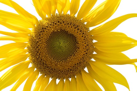 Closeup of sunflower isolated on white background