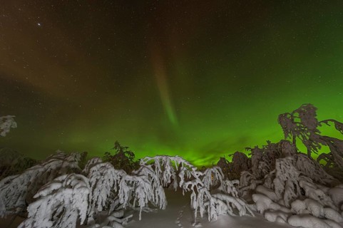 Northern Lights (Aurora borealis) over snowy landscape, Gällivare, Norrbotten, Lapland, Sweden,