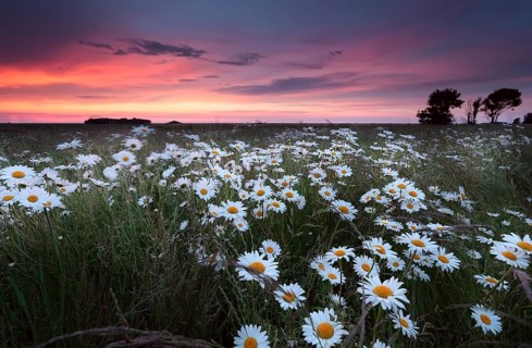 Sunset over chamomilr flowers field in summer, Groningen, Netherlands