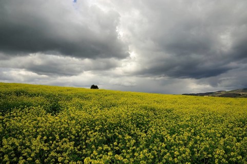 Beautiful grey clouds on a canola field in Tuscany