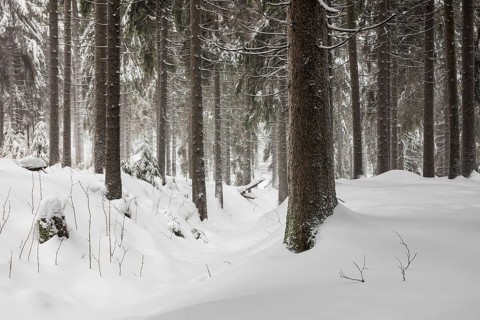Winter with snow in the Thuringian Forest near Oberhof