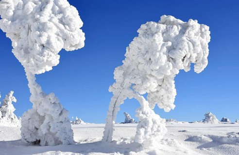 Winter landscape, trees with hoarfrost, Hornisgrinde, Central Black Forest nature park Park,