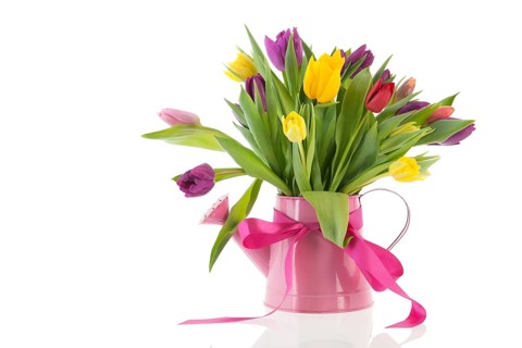 Watering can with colorful bouquet birthday tulips in spring