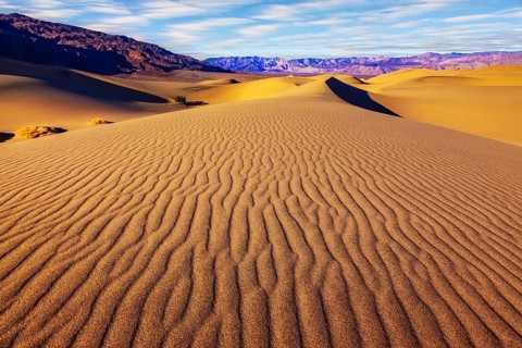 Small bushes grow in the valleys between the barkhans. Orange light in the morning over sand dunes.