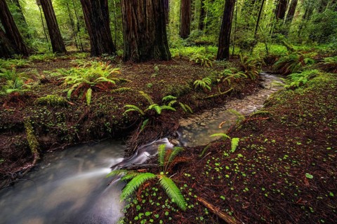 Color image of a redwood forest. Northern California, USA, North America