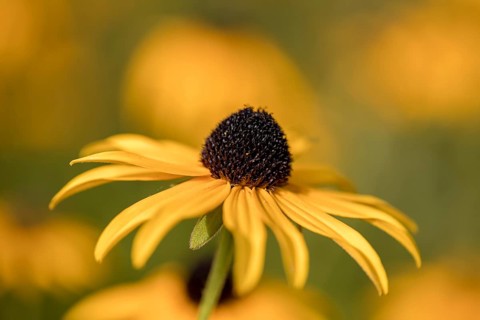 The flower of an arnica