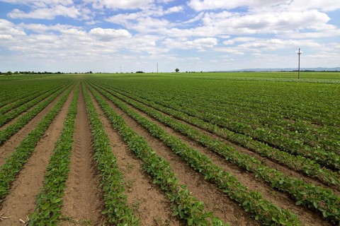 Young green soy plants with large leaves grow in the field
