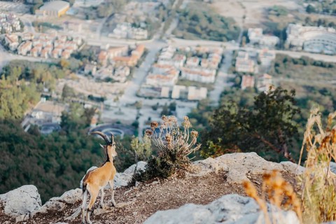 A wild goat near the edge of a cliff overlooking a city with valleys and greenery, blending nature