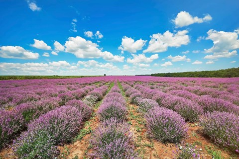 Lavender Field in Bulgaria under the Blue Sky Bulgaria