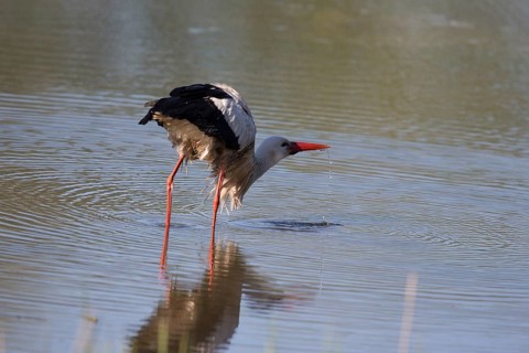 A drinking stork in the Rieselfedern Münster