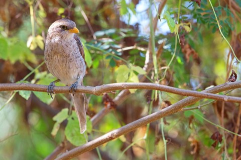 Yellow-billed Shrike, (Corvinella corvina.), Animals, Birds, Shrike family, Perching site, Morgan