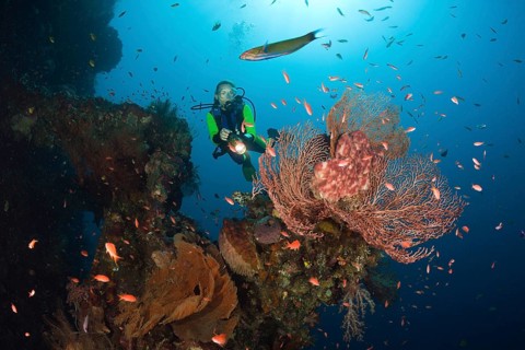 Diver on the Liberty Wreck, Tulamben, Bali, Indonesia, Asia