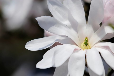 Star magnolia (magnolia stellata)