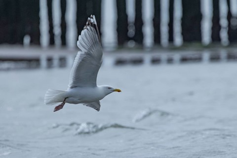Seagull (Larinae) flying over the moving sea, grey clouds in the background, Breskens, Sluis,