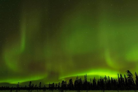 Northern Lights (Aurora borealis) over snowy landscape, Gällivare, Norrbotten, Lapland, Sweden,