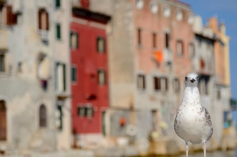 Seagulls on shore of the Mediterranean Sea