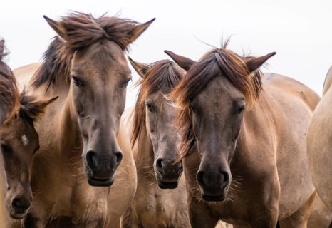The Dülmen horses live wild near Dülmen, in the Merfelder Bruch nature reserve in North