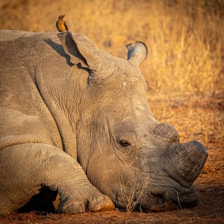 Reclining white rhinoceros (Ceratotherium simum) with sawed-off horn and oxpecker star (Buphagus)