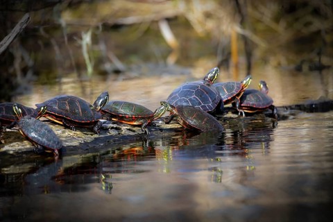 The painted turtle is the most widespread native turtle of North America