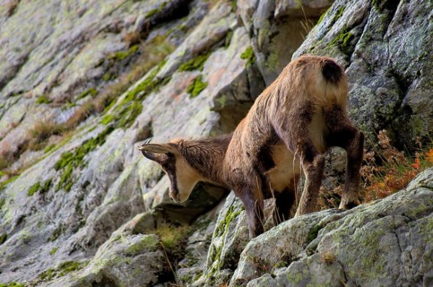 Chamois (female) in the Mercantour National Park, Maritime Alps, France Female chamois in the