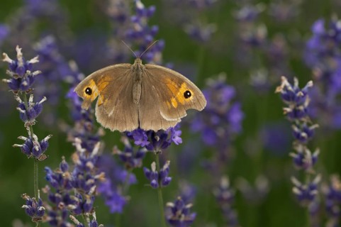 Meadow Brown (Maniola jurtina)