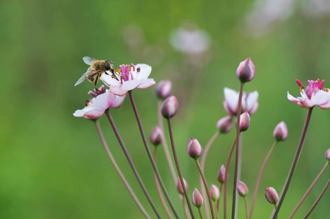 Honey bee on Pink wild grass rush in nature