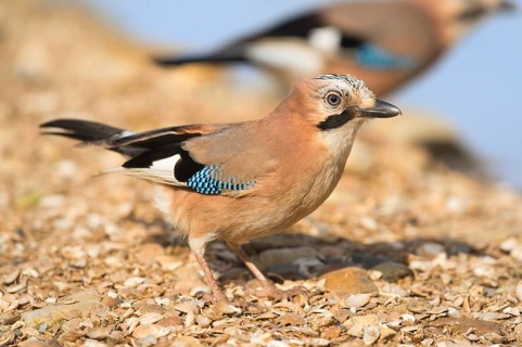 Eurasian jay in nature near water