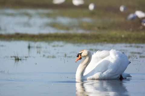 White mute swan swimming in water