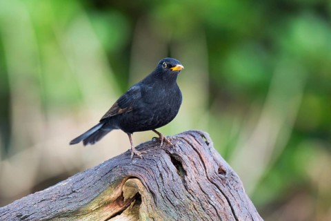 Common blackbird on birch tree