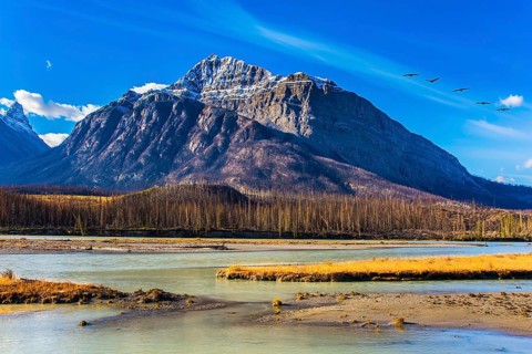 Indian summer in the mountains of Canada. On coast of the Abraham lake the autumn multi-color woods
