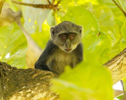 White-throated Monkey (cercopithecus albogularis) in a tree, Kenya, Africa